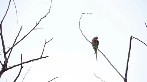 Parrot on the branch is pecking itself. Stock Footage 98638593