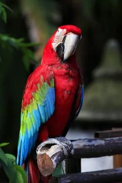 Parrot on a branch Stock Photos