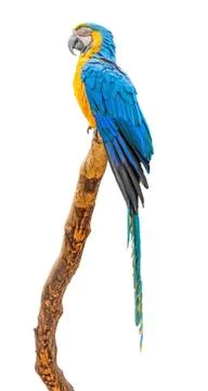 Parrot on branch Foto stock