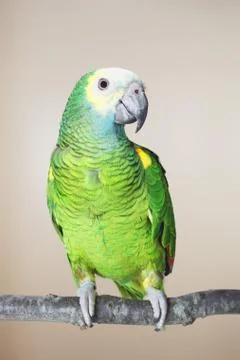 Parrot on branch 스톡 사진