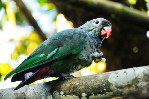 Parrot on a branch Stock Photos