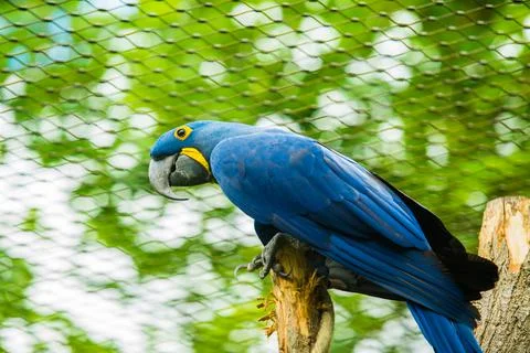 Parrot on a branch. Stock-Fotos
