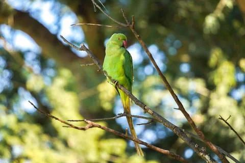 A parrot on branch Stock Photos