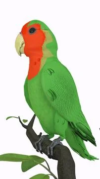 Parrot on branch with white background Stock Illustration