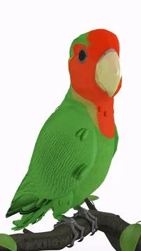 Parrot on branch with white background 스톡 일러스트