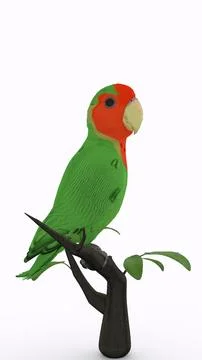 Parrot on branch with white background 스톡 일러스트
