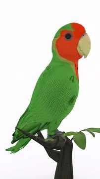 Parrot on branch with white background Stock Illustration