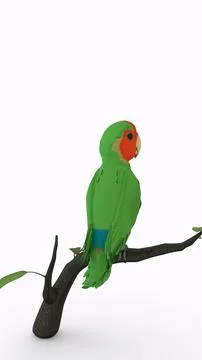 Parrot on branch with white background Illustrazione stock