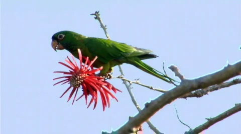 Parrot Breakfast Stock-Footage 501023