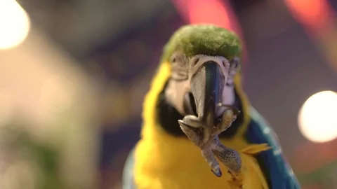 Parrot breaking a nut with its beak, stockvideo Stock Footage 85282108