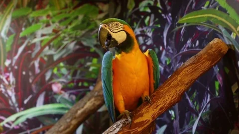 Parrot breed macaw sitting on a branch and says Stock Footage