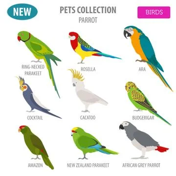 Parrot breeds icon set flat style isolated on white. Pet birds collection. Cr 스톡 일러스트
