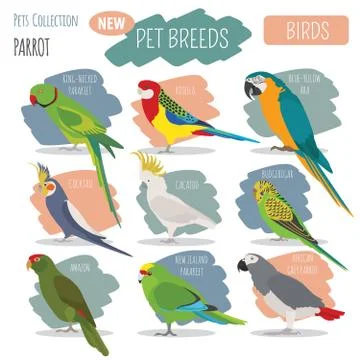 Parrot breeds icon set flat style isolated on white. Pet birds collection. Cr 스톡 일러스트
