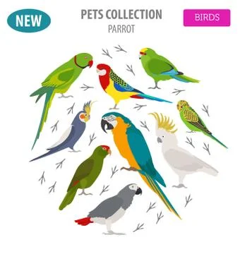 Parrot breeds icon set flat style isolated on white. Pet birds collection. Cr 스톡 일러스트