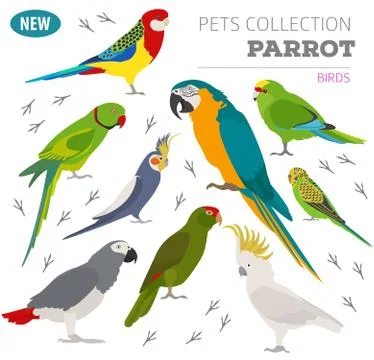 Parrot breeds icon set flat style isolated on white. Pet birds collection. Cr Stock Illustration