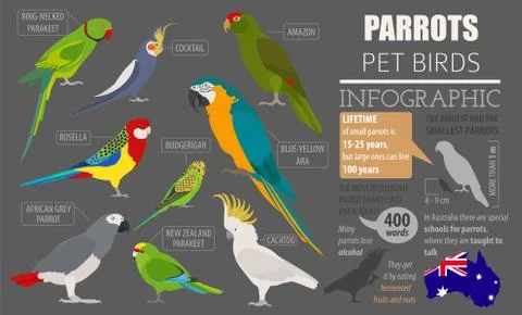 Parrot breeds icon set flat style isolated on white. Pet birds collection. Cr Stock Illustration