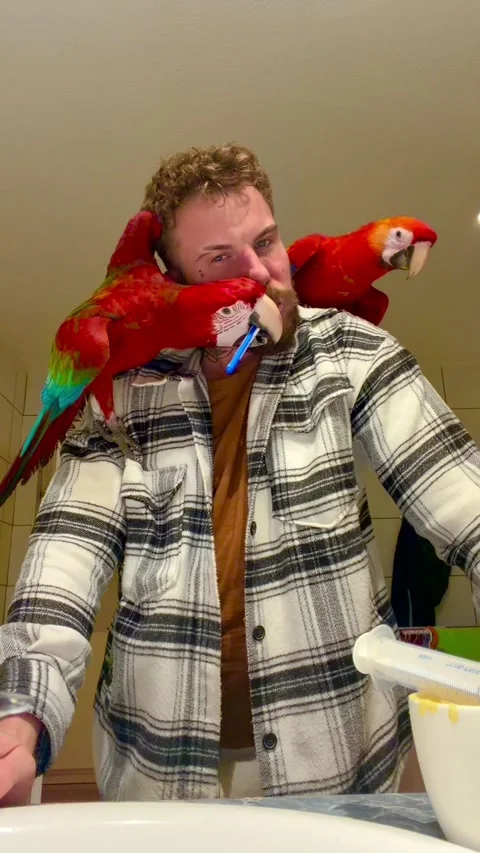 Parrot Brushing a Guy's Teeth, Budapest, Hungary - 06 Jan 2026 Stock Footage 326362258