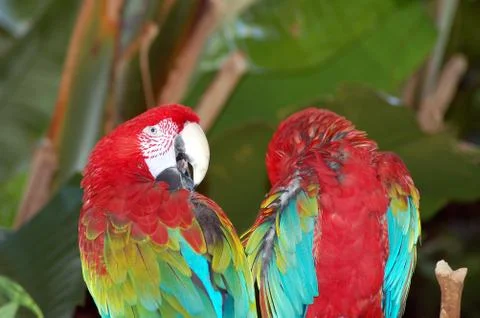 Parrot buddies Stock Photos