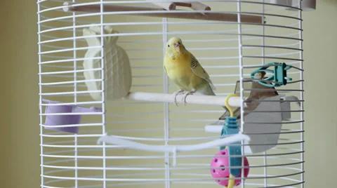 Parrot Budgi In Bird Cage Stock Footage 31244719