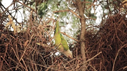 Parrot builds its nest on a tree. Stock Footage 111908284