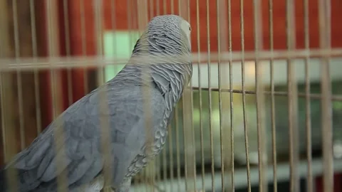 A parrot in a cage 1 Stock-Footage 316708471