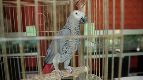 A parrot in a cage 2 Stock-Footage 316708464