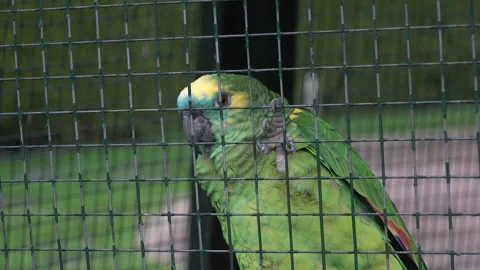 Parrot in a cage 4K Stock Footage 296591262