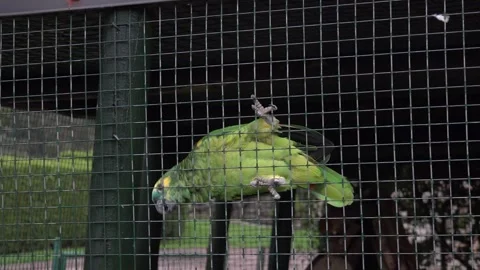 Parrot in a cage 4K Vídeos de archivo 297655208