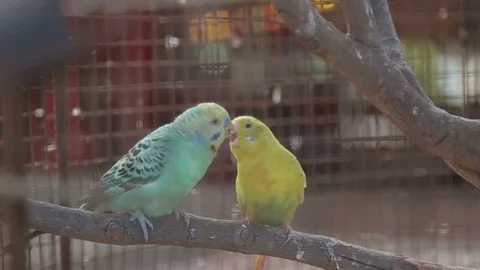Parrot in a cage for birds Stock Footage 70765585