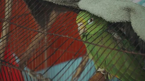 Parrot in cage blinks staring out from inside a small rusted metal cage Stock Footage 242545574