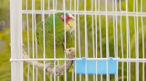 Parrot In Cage Stock Footage 10893736