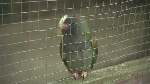 Parrot In Cage Stock Footage 32632010