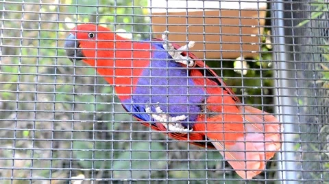 Parrot in a cage 스톡 동영상 42956042