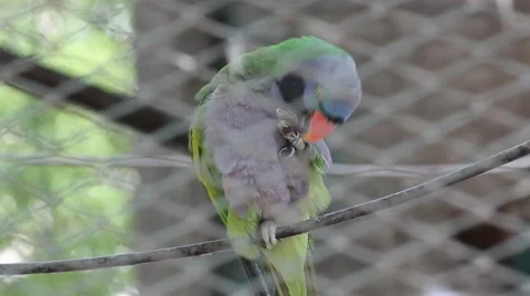 Parrot In A Cage Stock-Footage 45733704