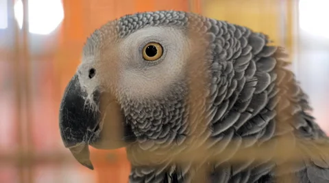 Parrot In A Cage Stockbeeldmateriaal 47346149