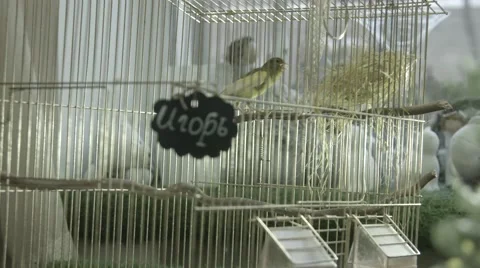 Parrot in a cage Stock Footage 47862801