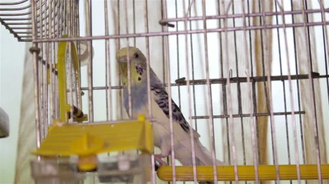 Parrot in a cage 스톡 동영상 50566290