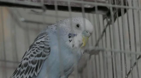 Parrot in  a  Cage Stock Footage 51245907