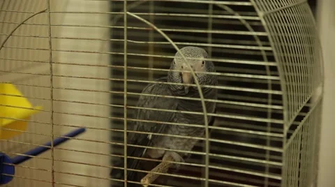 Parrot in a cage Stock Footage 60119825