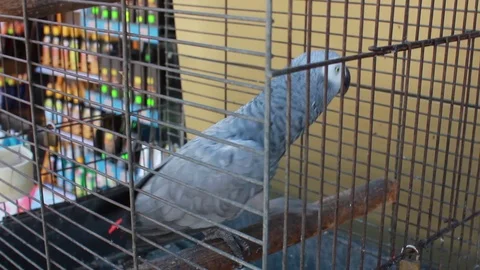 Parrot in a cage Vidéo 69860558