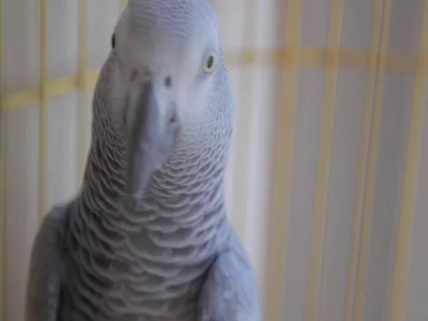 Parrot in a cage Stock Footage 70223939