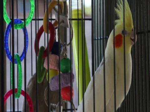 Parrot In the Cage Stock Footage 77149059