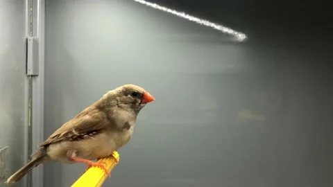  Parrot in a cage. 動画素材 106490443