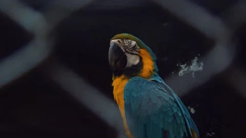 Parrot in Cage Stock Footage 132707679