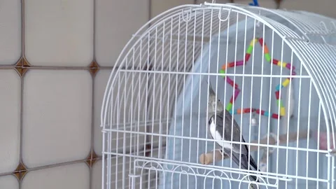 A parrot in a cage Stock Footage 151725103