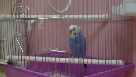 Parrot in a cage. Full HD Video stock 95541158