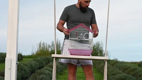 A parrot in a cage, a man with a parrot on a swing. Video stock 282911993