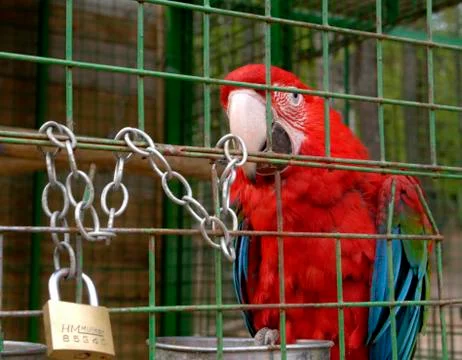 Parrot in cage Stock Photos