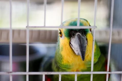 Parrot in cage Stock Photos