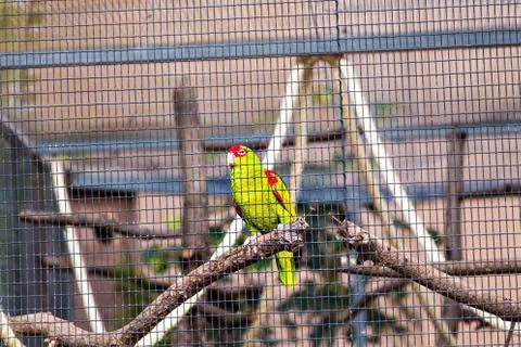 Parrot in a cage Foto stock